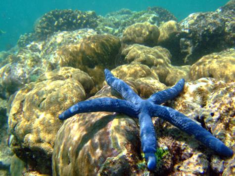 Malindi Marine Reserve