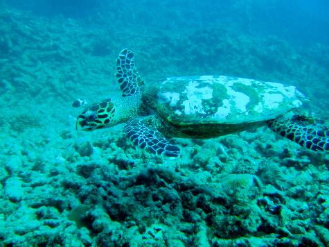 Turtule Malindi Marine Reserve